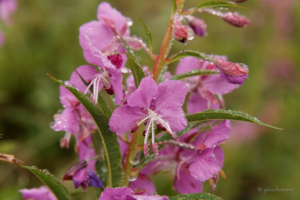 20090803_015_raw